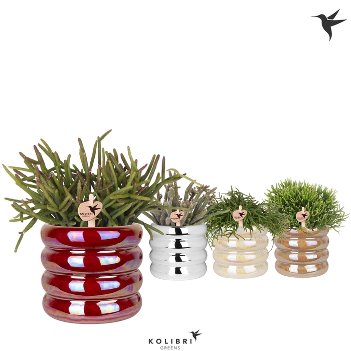 <h4>Kolibri Greens Rhipsalis mix in Glow pot mix</h4>