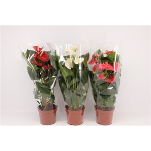 Anthurium 3 color mix in transparant sleeve