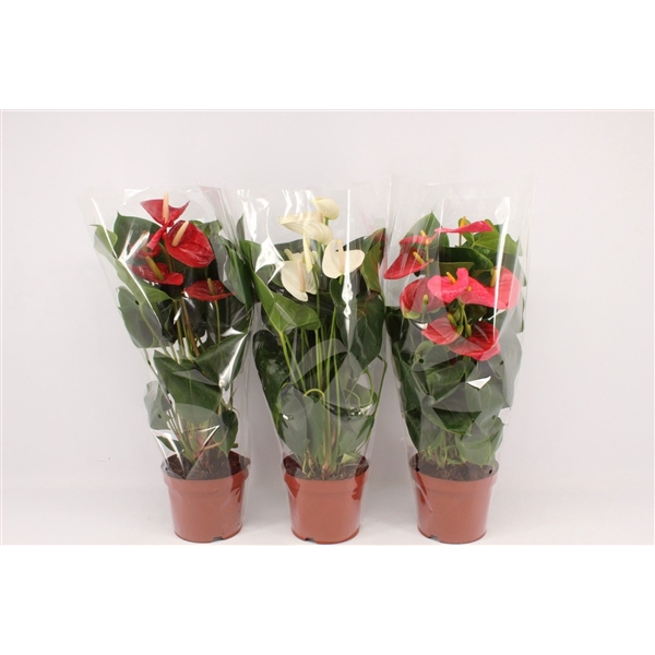 <h4>Anthurium 3 color mix in transparant sleeve</h4>