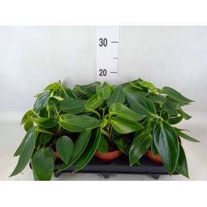 Peperomia