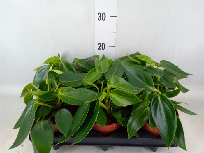 <h4>Peperomia</h4>