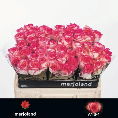 <h4>R GR JUMILIA</h4>