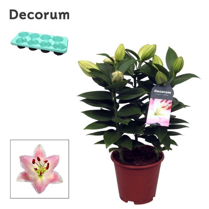 <h4>Lilium Oriental Souvenir P13</h4>