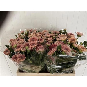 Chr T Gompie Rose