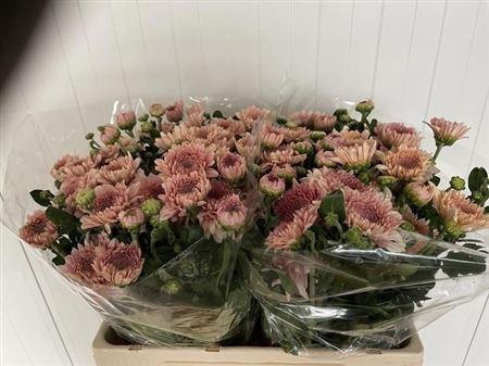 <h4>Chr T Gompie Rose</h4>