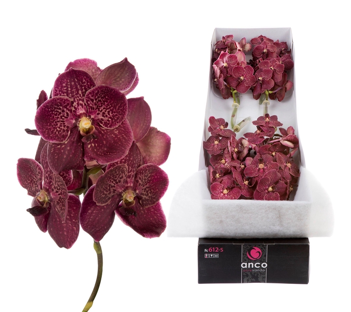 <h4>Vanda Sunanda Chocolate Red x 8</h4>