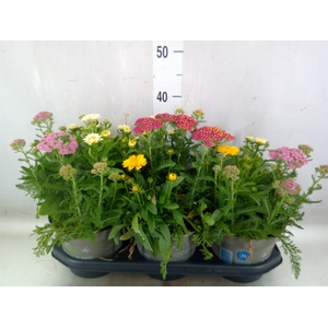 Vaste pltn   ...mix in pot [Perenni