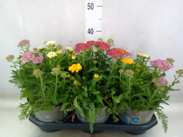 <h4>Vaste pltn   ...mix in pot [Perenni</h4>