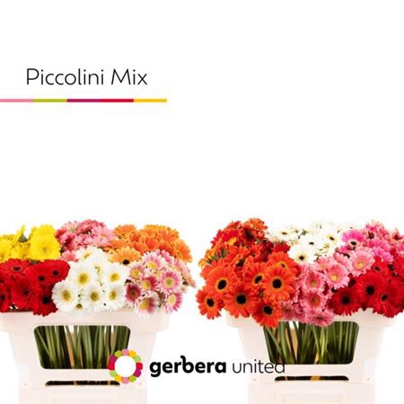 <h4>Gerbera mini Piccolini gemengd in fust</h4>