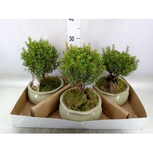 Arr.   Tuinplanten H%