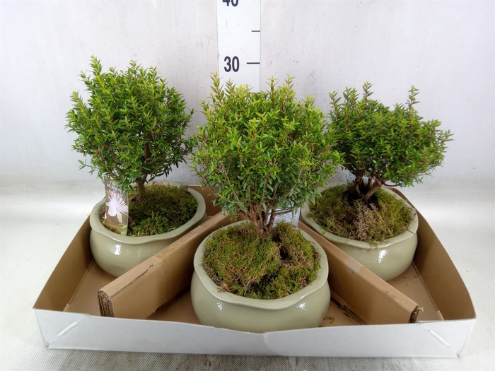 <h4>Arr.   Tuinplanten H%</h4>