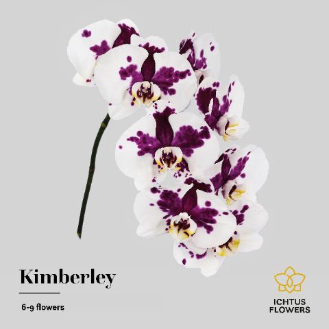 <h4>Phalaenopsis Kimberley 7-9</h4>