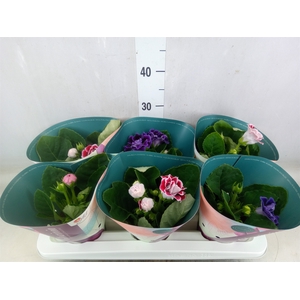 Sinningia  'Brocade'   ...mix