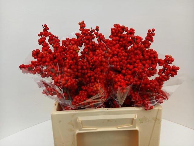 <h4>Ilex Bes Brit Buys</h4>