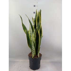 Sansevieria trifa. 'Laurentii'