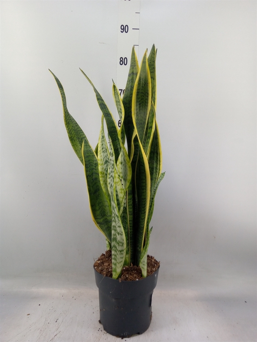 <h4>Sansevieria trifa. 'Laurentii'</h4>