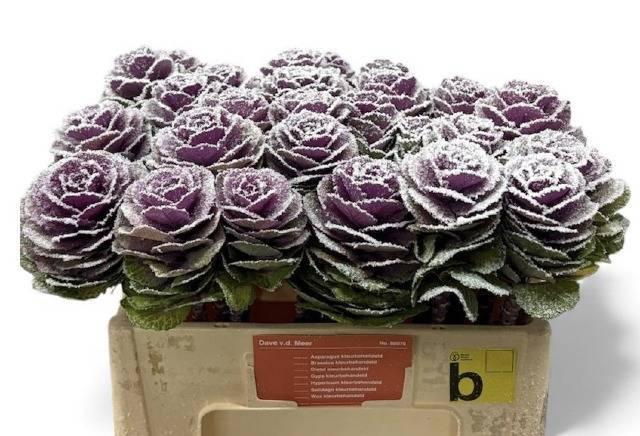 <h4>BRASS KLB H%</h4>