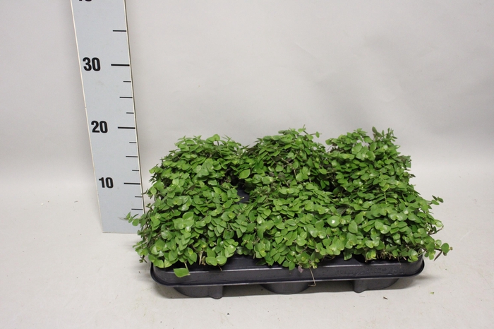 <h4>Indoor Peperomia 6</h4>
