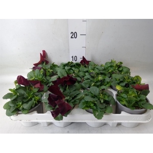 Viola wr. 'Matrix Red Blotch'