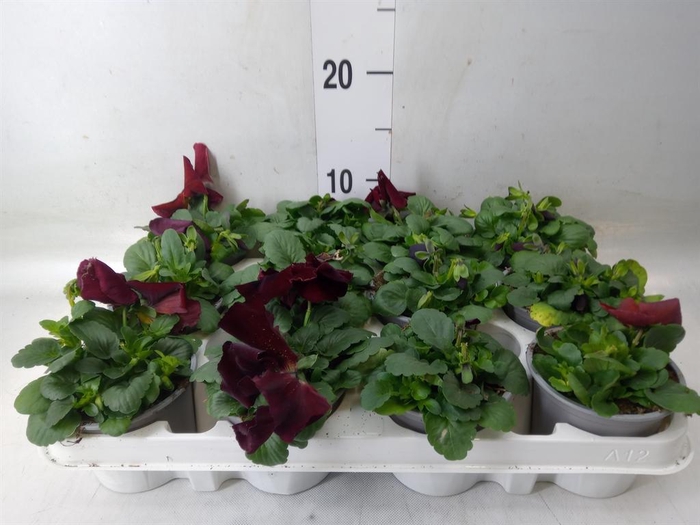 <h4>Viola wr. 'Matrix Red Blotch'</h4>