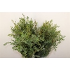 Euca Parvifolia 200gr P Bunch