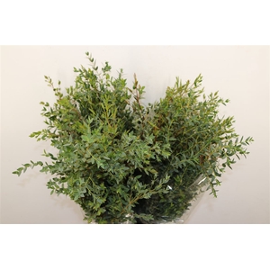 Euca Parvifolia 200gr P Bunch