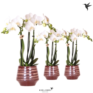 Kolibri Orchids Phalaenopsis white 3 spike in Moonstone pot red