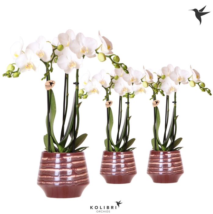 <h4>Kolibri Orchids Phalaenopsis white 3 spike in Moonstone pot red</h4>
