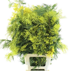 Mimosa Mirandol Pointe Xl P St