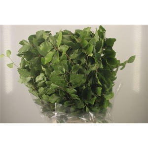 Beuk Groen Per Bunch ( Faggio )