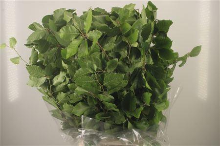 <h4>Beuk Groen Per Bunch ( Faggio )</h4>