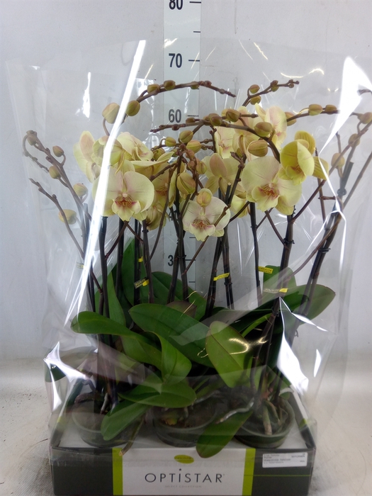 <h4>Phalaenopsis   ...yellow</h4>