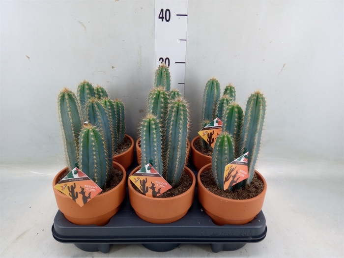 <h4>Cactus   ...</h4>