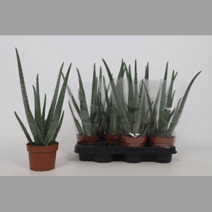 ALOE VERA