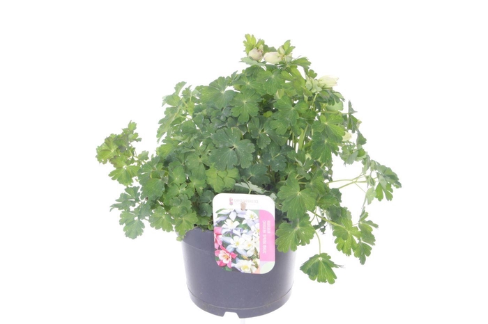 <h4>Aquilegia caer. Spring Magic White</h4>