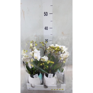 Phalaenopsis multi.   ...white