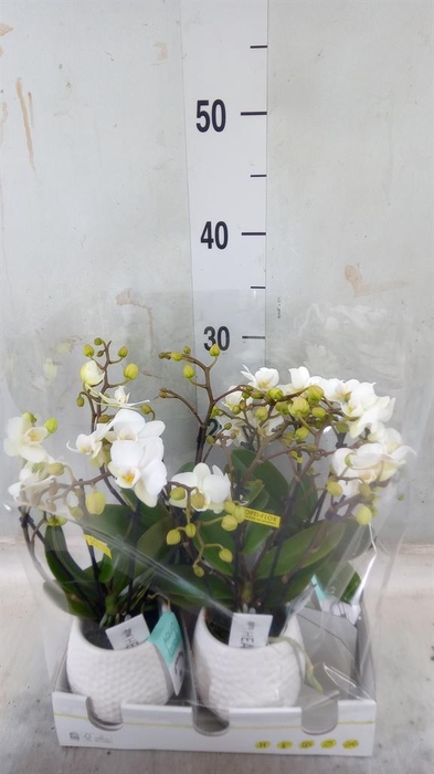 <h4>Phalaenopsis multi.   ...white</h4>