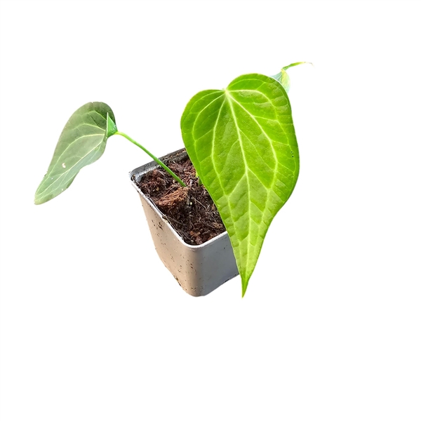 <h4>Anthurium Delta Force</h4>