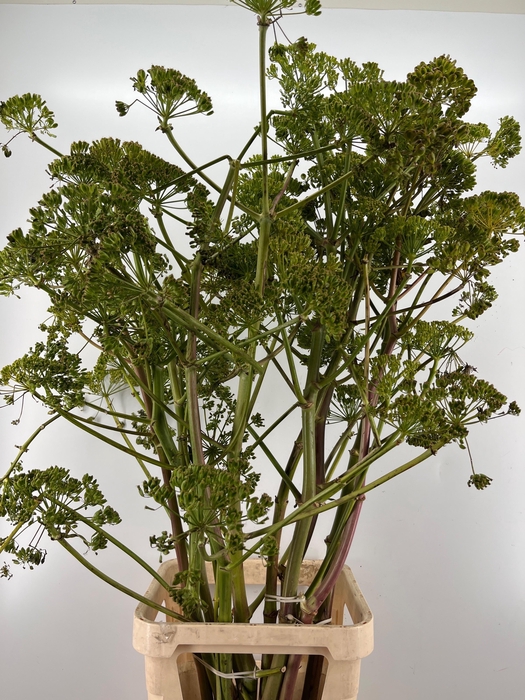 <h4>FOENICULUM VULGARE</h4>