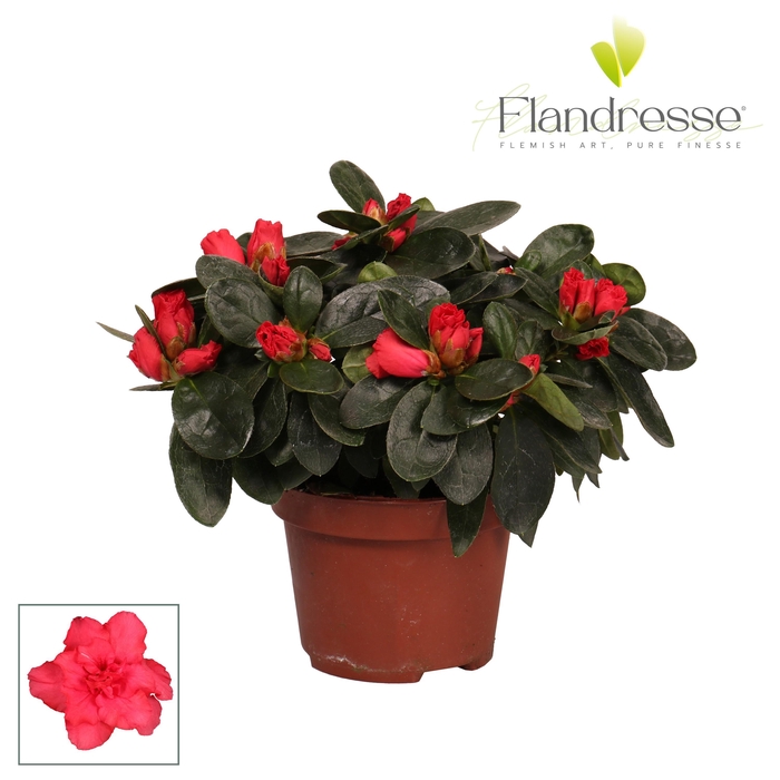 <h4>Azalea Flandresse® 'rood' 17+ cm</h4>