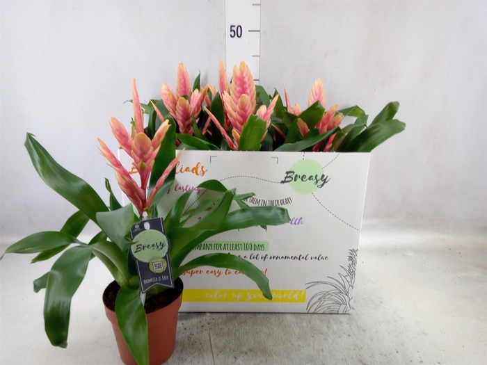 <h4>Vriesea  'Intenso Salmon'</h4>