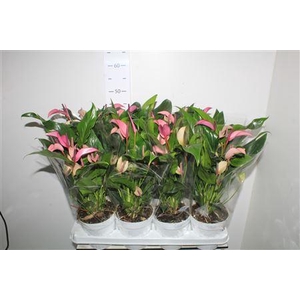 Anthu Zizou 8-10 Bloemen+