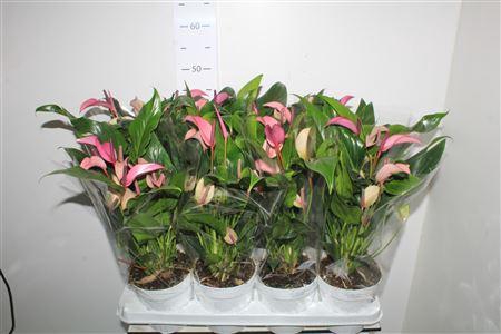 <h4>Anthu Zizou 8-10 Bloemen+</h4>