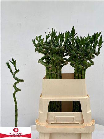 <h4>Drac S Lucky Bamboo</h4>