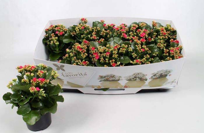 <h4>Kalanchoe overig</h4>