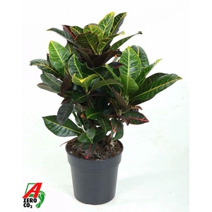 Codiaeum Petra vertakt P19