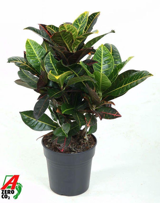 <h4>Codiaeum Petra vertakt P19</h4>