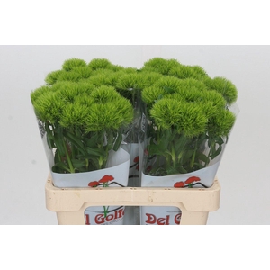 Dianthus Br Kiwi Mellow