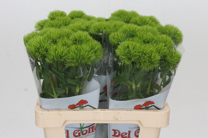 <h4>Dianthus Br Kiwi Mellow</h4>