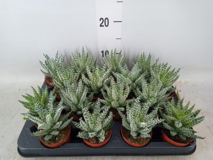 <h4>Aloe humilis</h4>